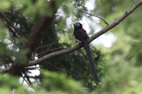 三鳥|サンコウチョウ｜日本の鳥百科｜サントリーの愛鳥活